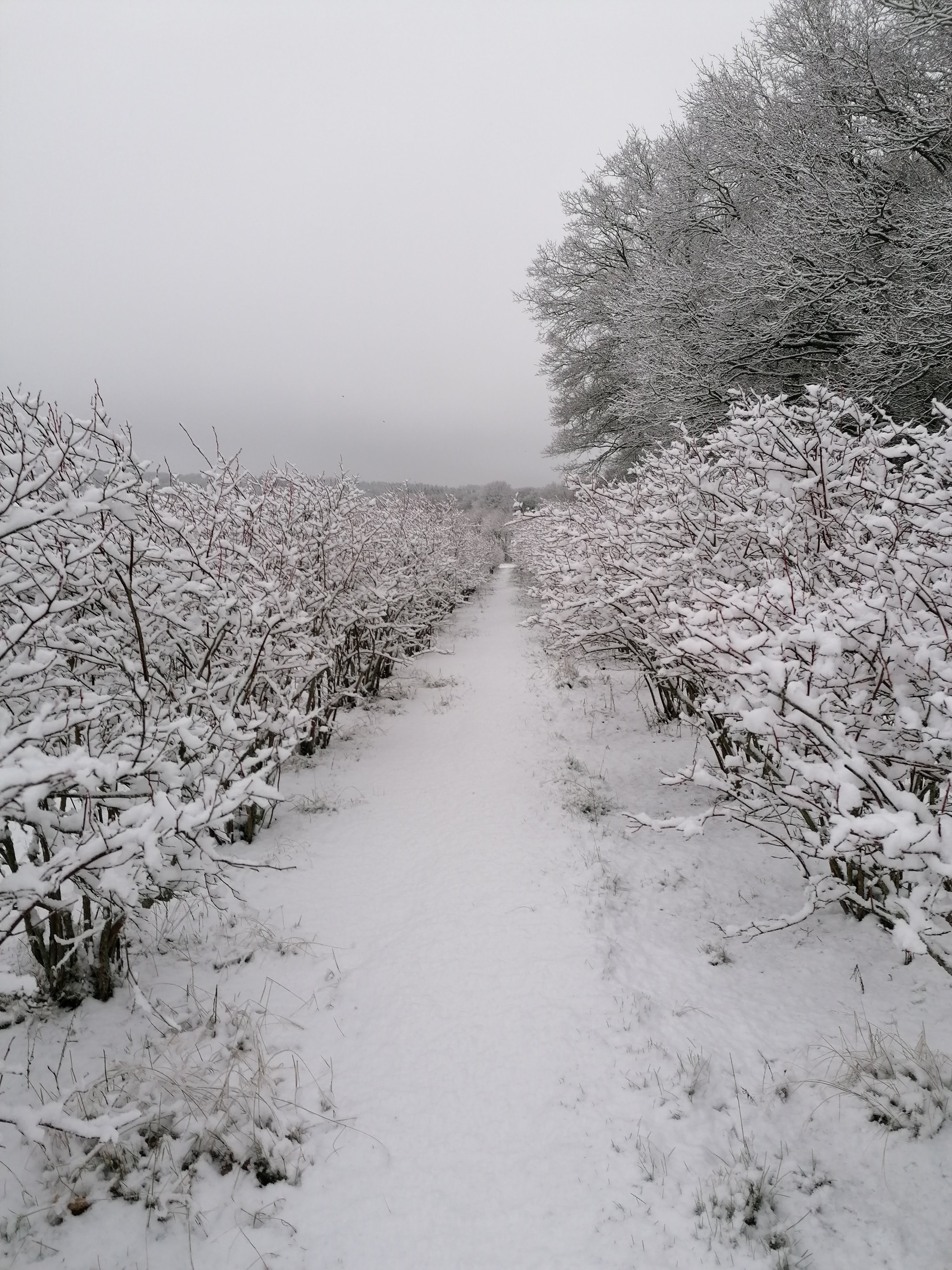 Winter farm path